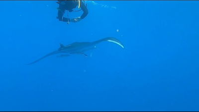 'מנטה ענק' באה לבקר את הדולפינים | צפו בתיעוד מהמעמקים