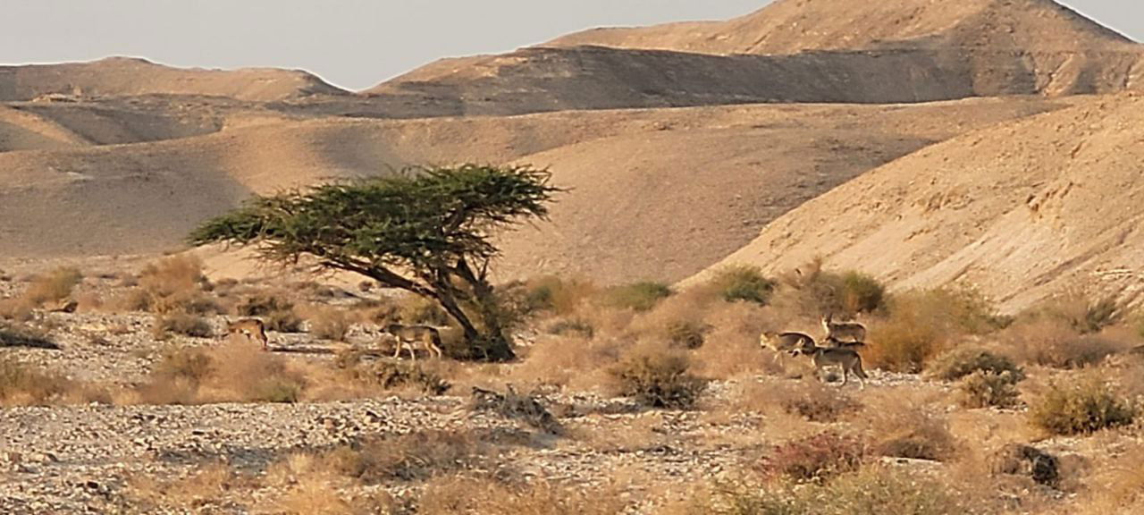 להקת הזאבים הבוקר