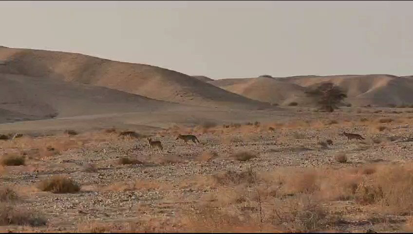להקת הזאבים בערבה