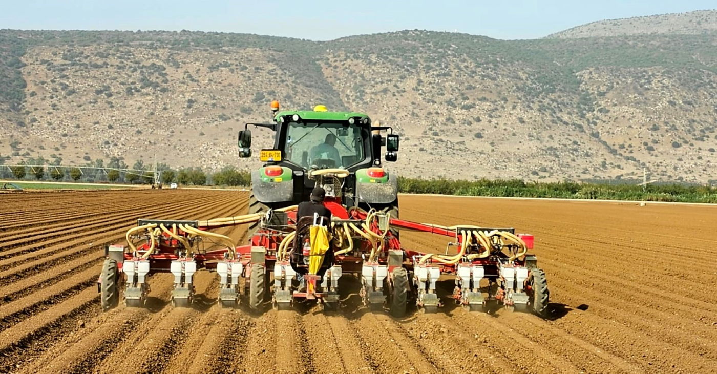 החיטה צומחת שוב, היום בצפון