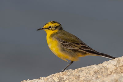נחליאלי זרחני במעיין צבי