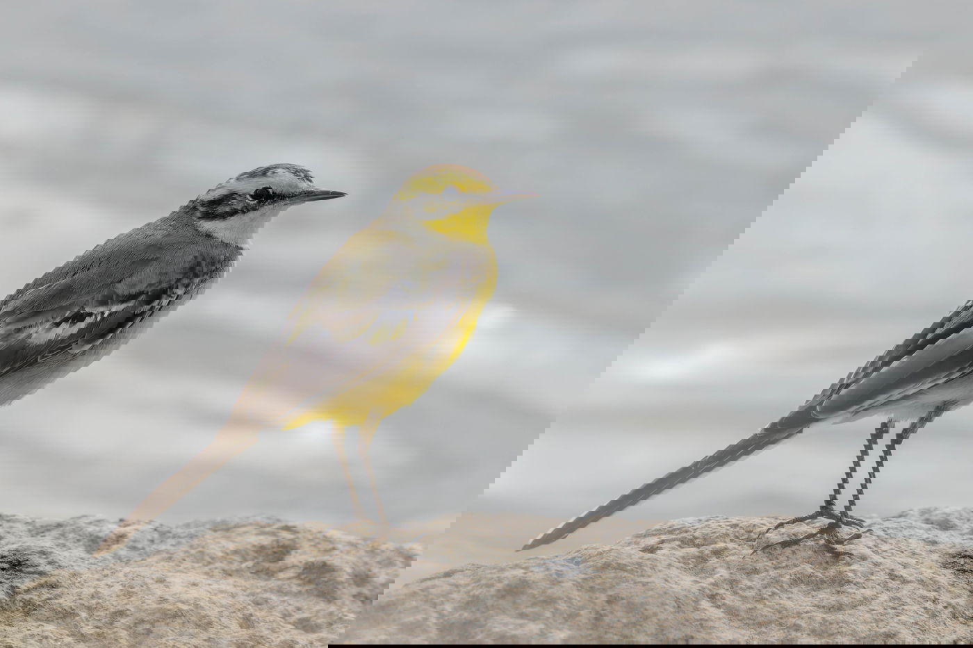 נחליאלי זרחני במעיין צבי