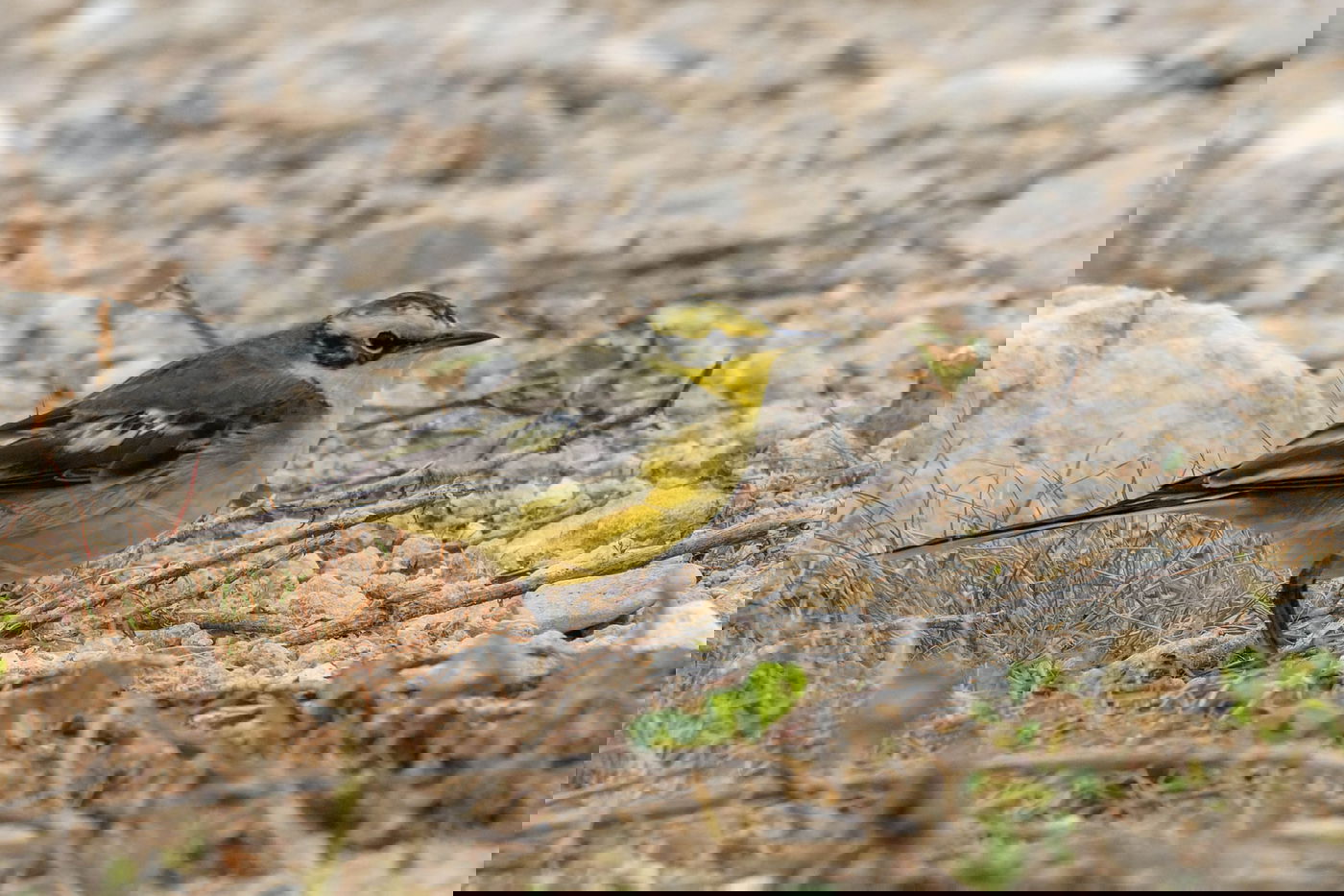 נחליאלי זרחני במעיין צבי