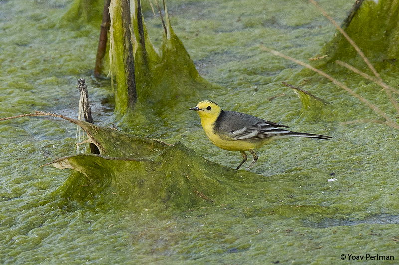 נחליאלי לימוני
