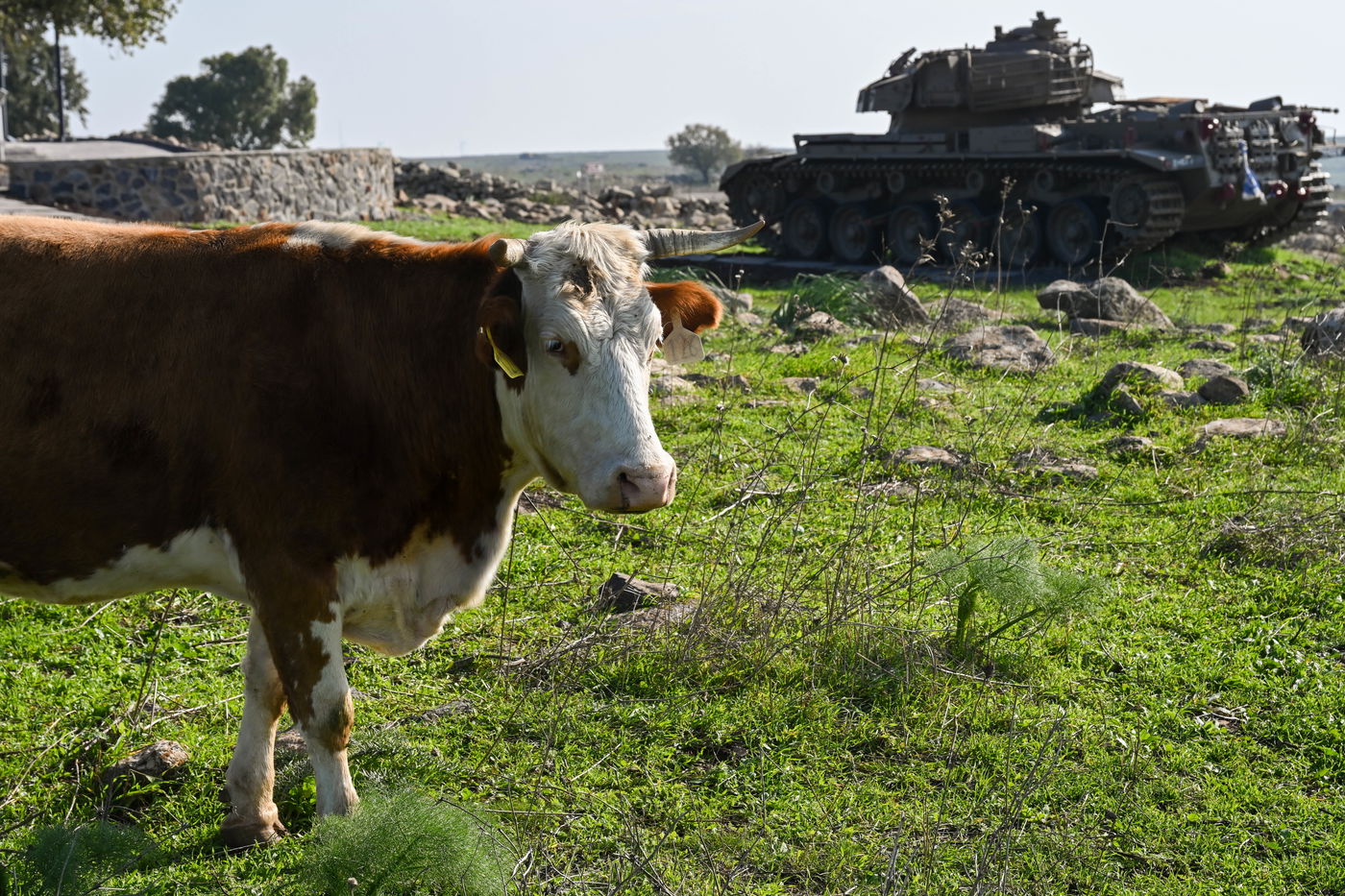 התחזית: הטמפרטורות תהיינה גבוהות מהרגיל; ייתכן טפטוף