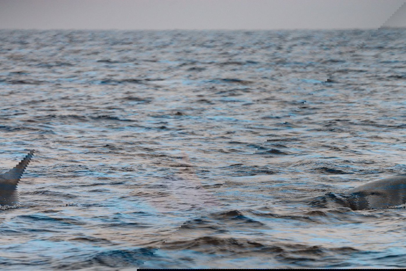 חמישה דולפינים נצפו בחופי ישראל | צפו בתיעוד מהים