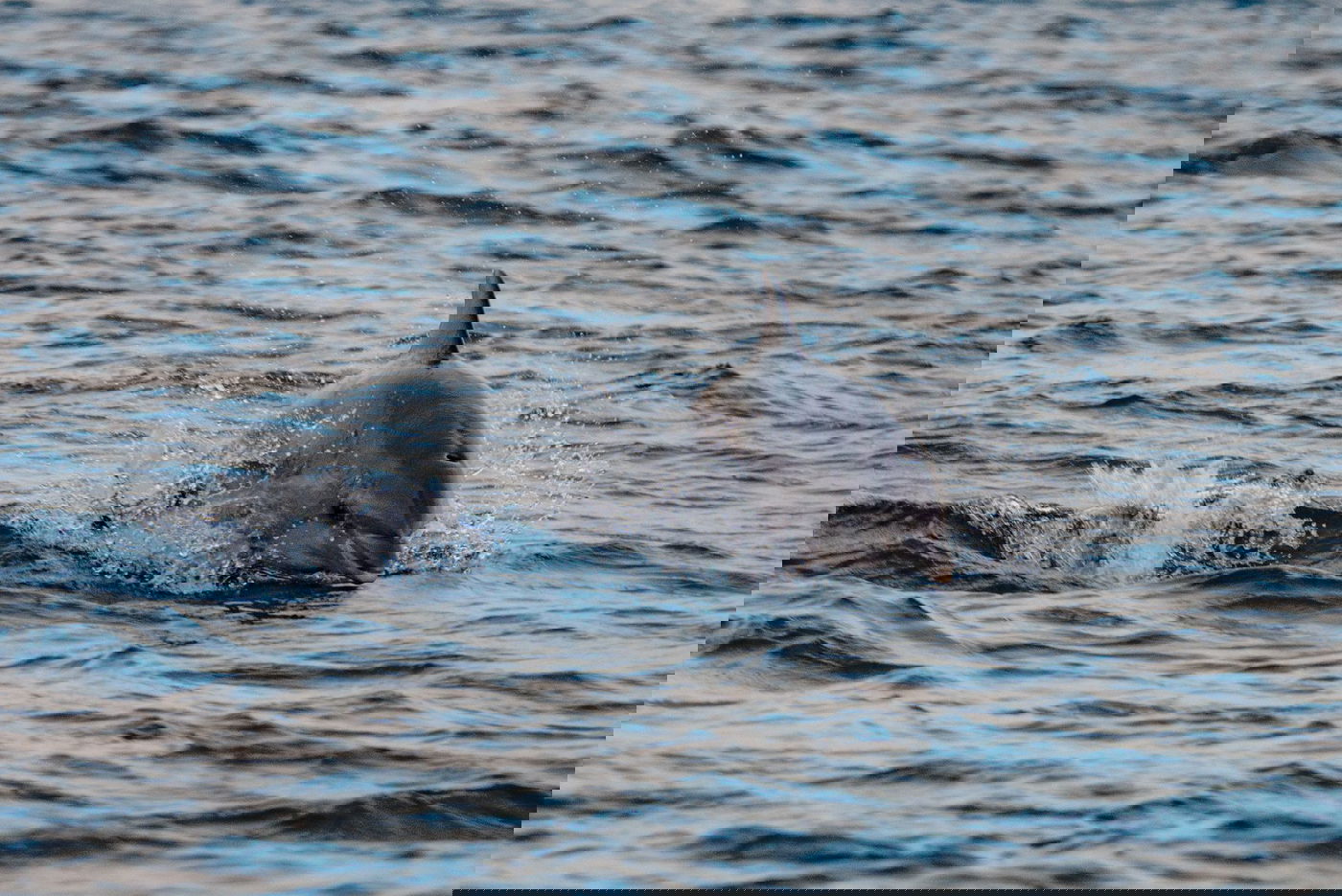 חמישה דולפינים נצפו בחופי ישראל | צפו בתיעוד מהים