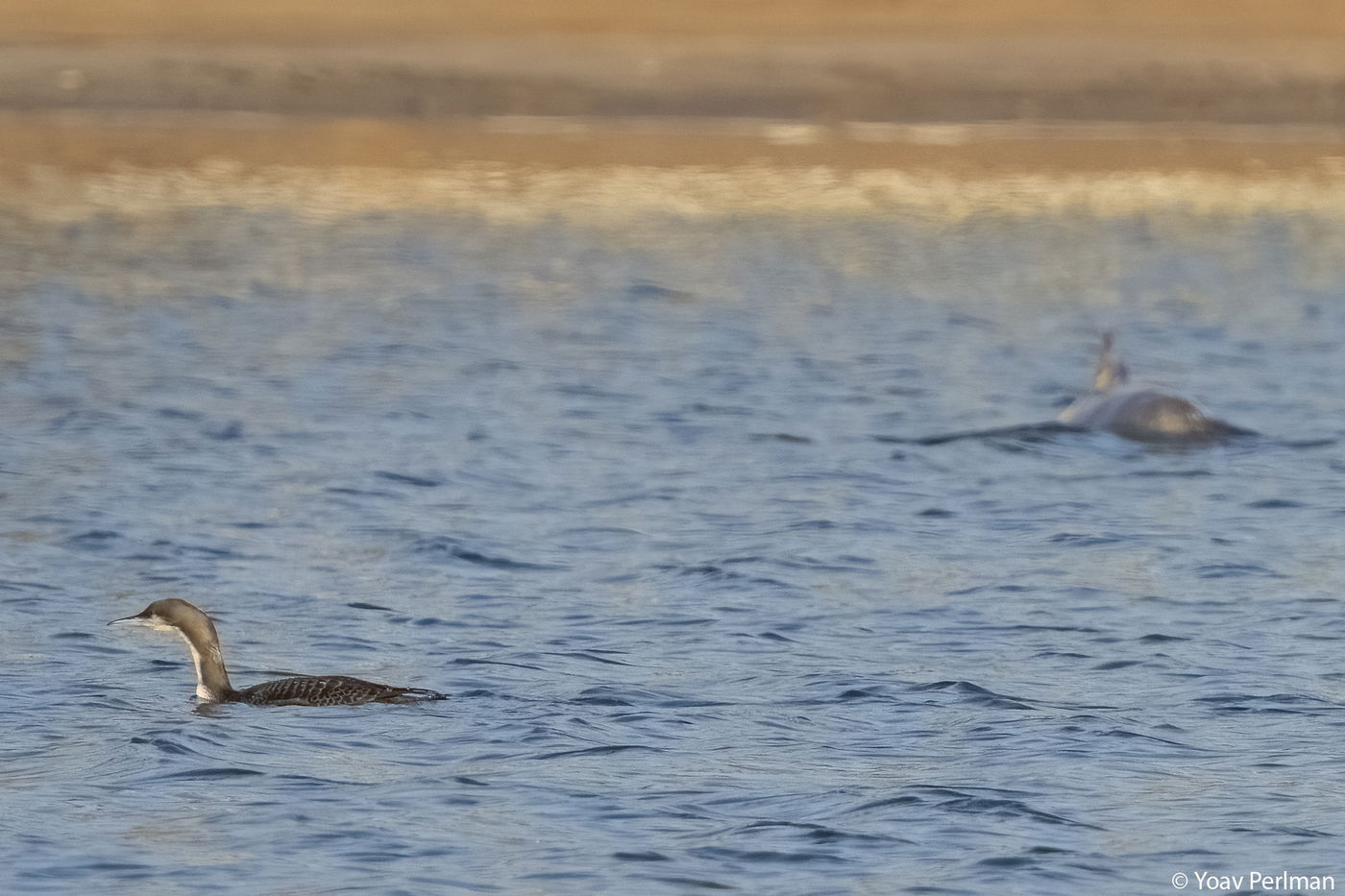 צוללן פסיפי