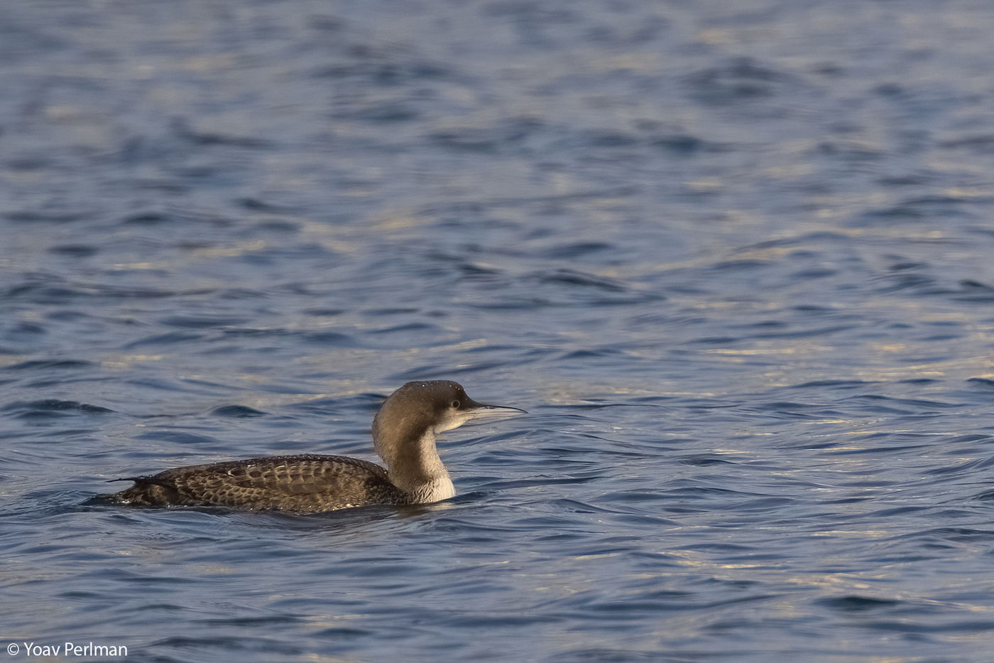 צוללן פסיפי