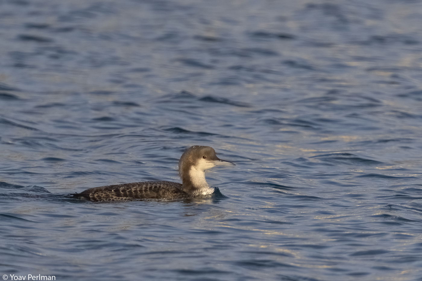 צוללן פסיפי