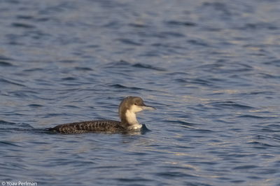 צוללן פסיפי