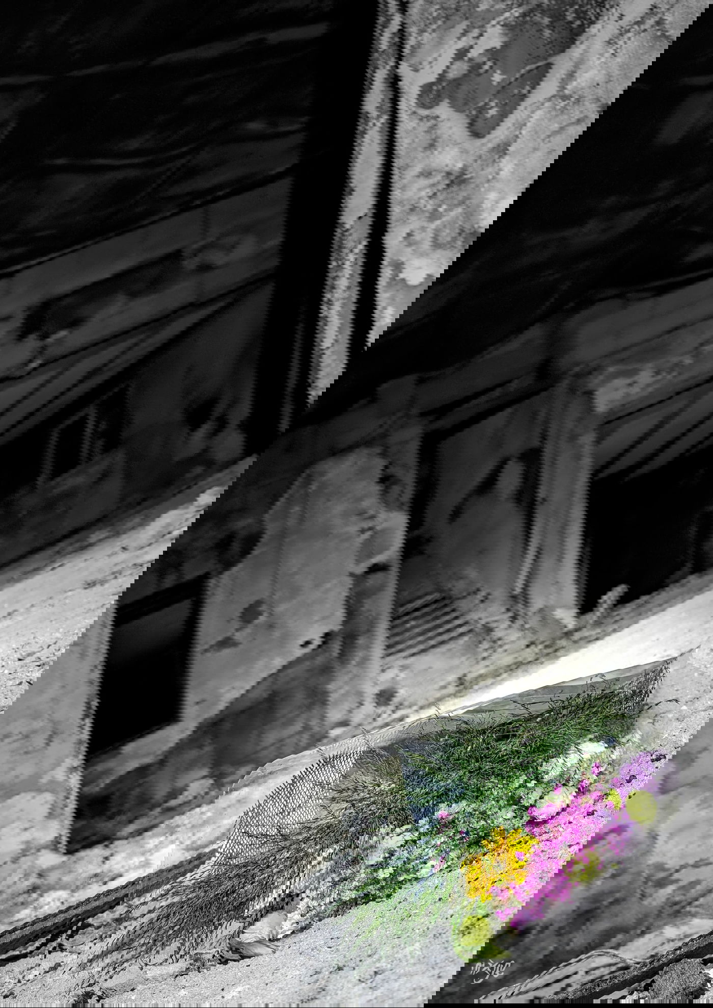 בין לבלוב לבלבול. פרחים לצד אבק שריפה