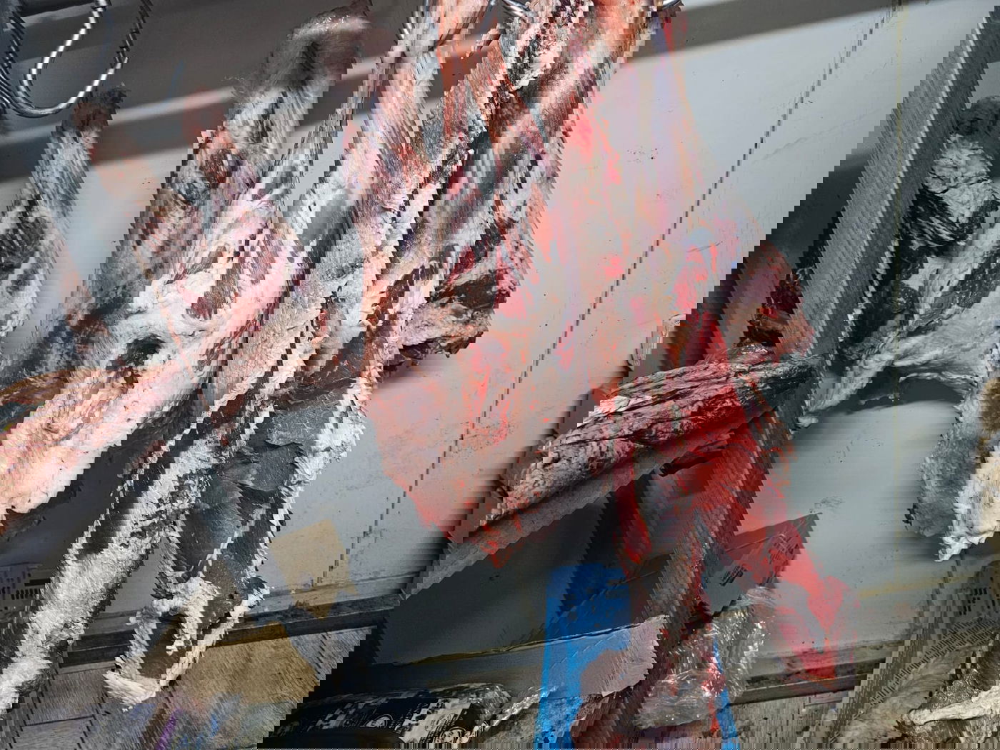 נוהגים ללא רישיון ובשר שחור באיטליז: זה מה שגילו השוטרים בפשיטה על רהט