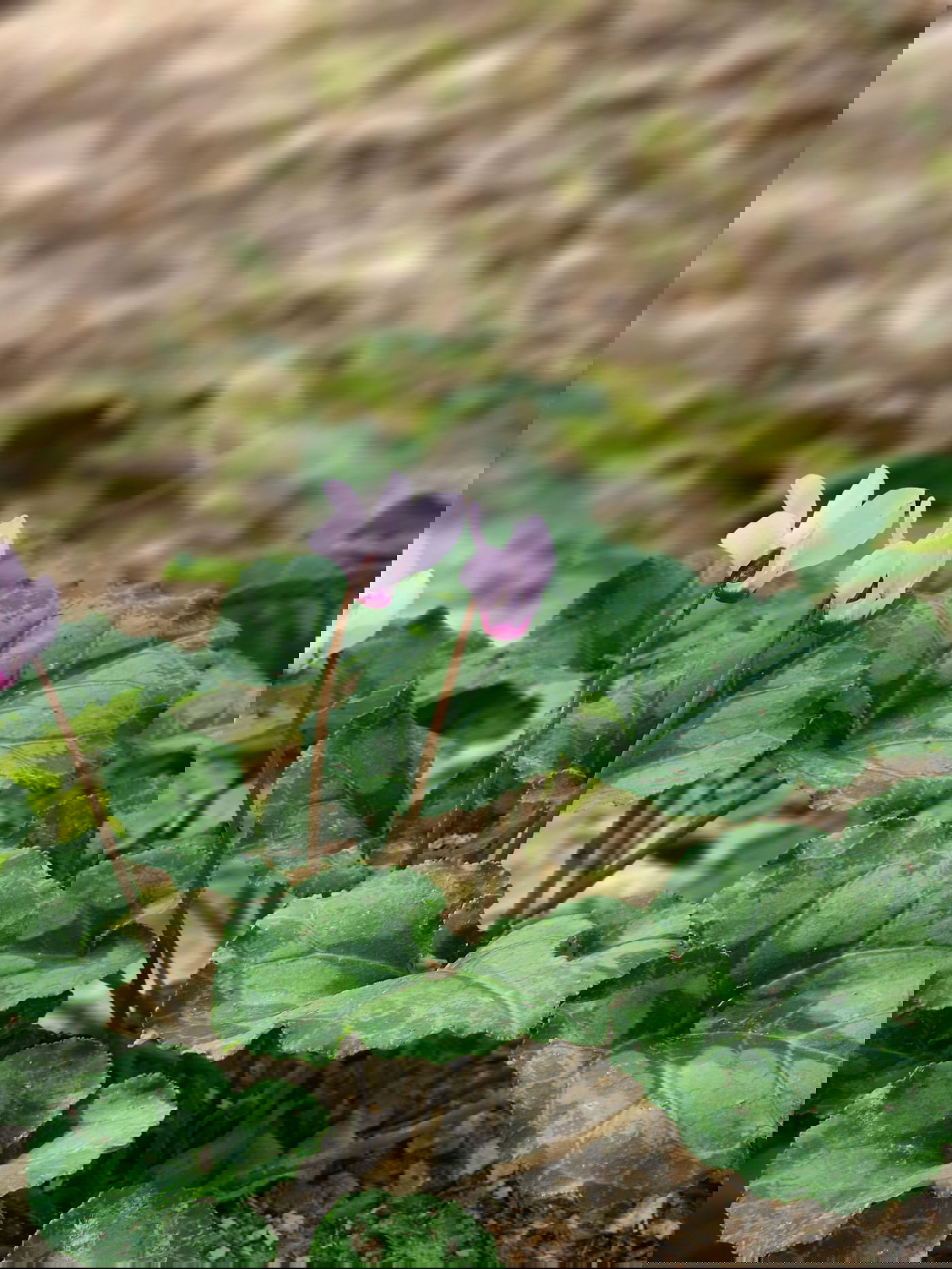 בדרך למערת שמשון הגיבור