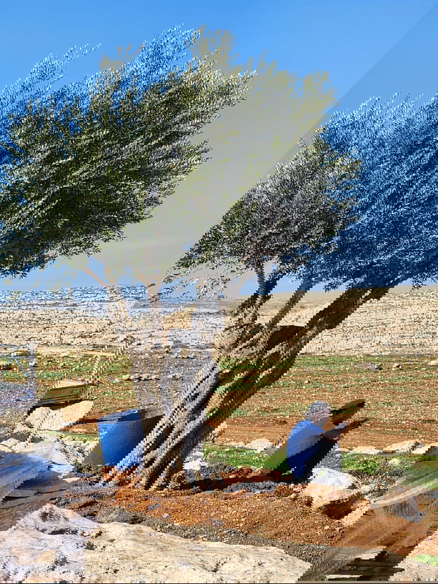 התצפית החדשה