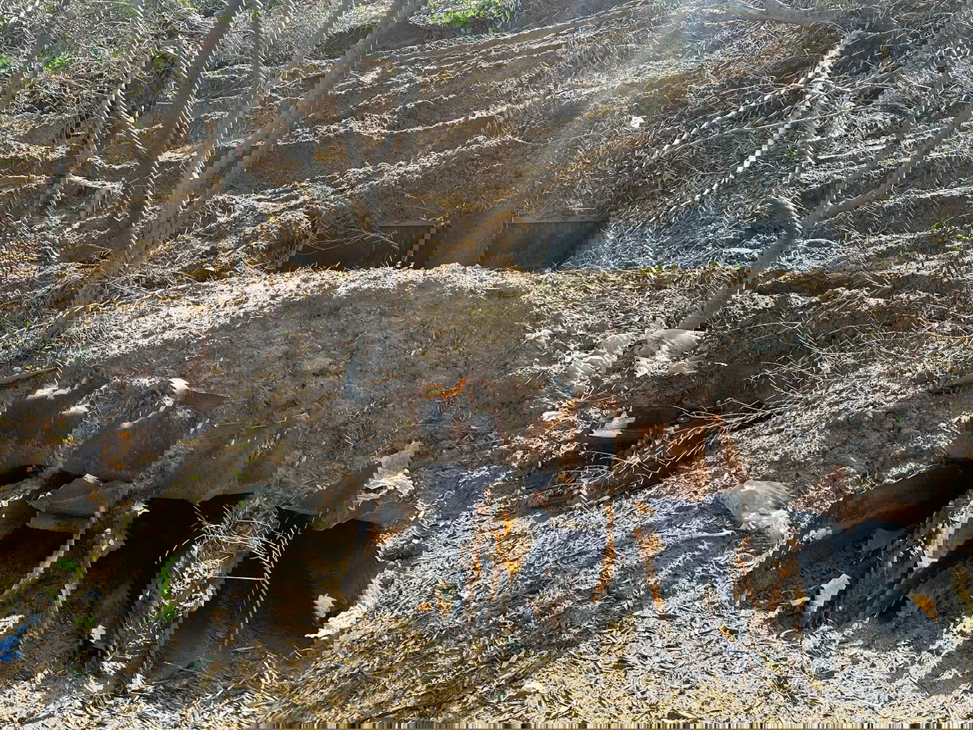 בורות השיגור שאותרו והושמדו