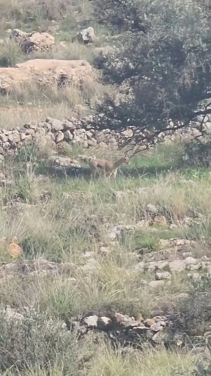 בגשם השוטף ליד מודיעין עילית - משפחה של צבאים
