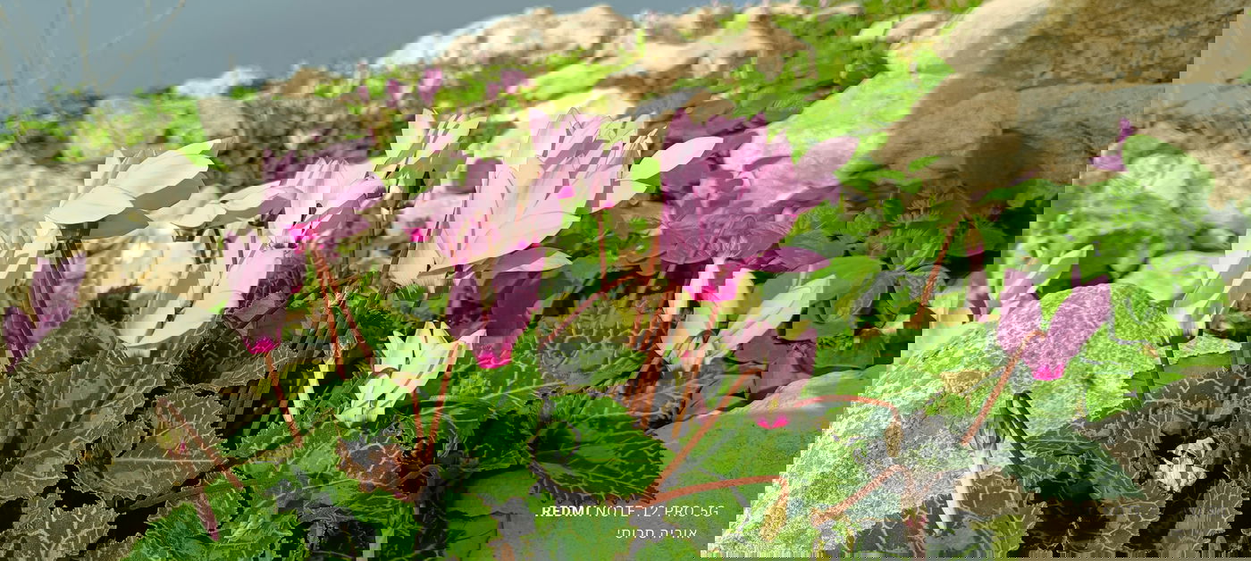 רקפת באזור הר ברכה בשומרון