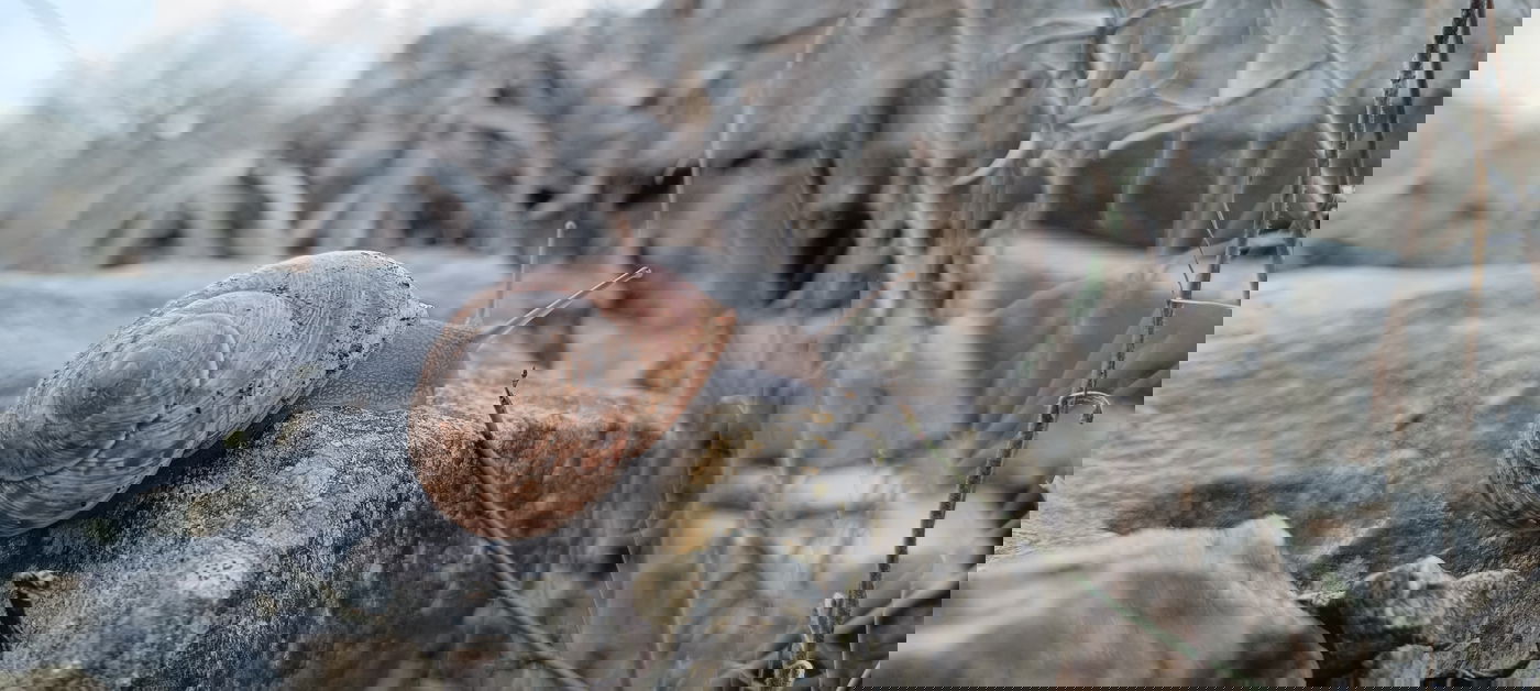 קדמום שומרון באזור הר ברכה בשומרון