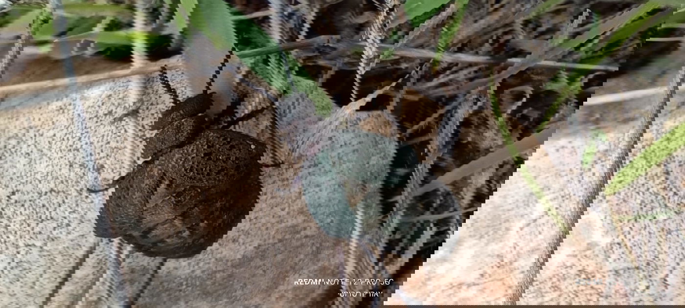 רפואנית באזור הר ברכה בשומרון