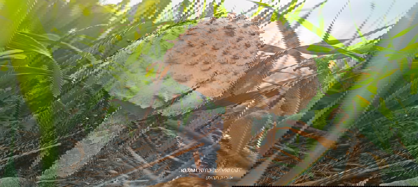 אמנית קשקשית - פטריה רעילה באזור הר ברכה בשומרון