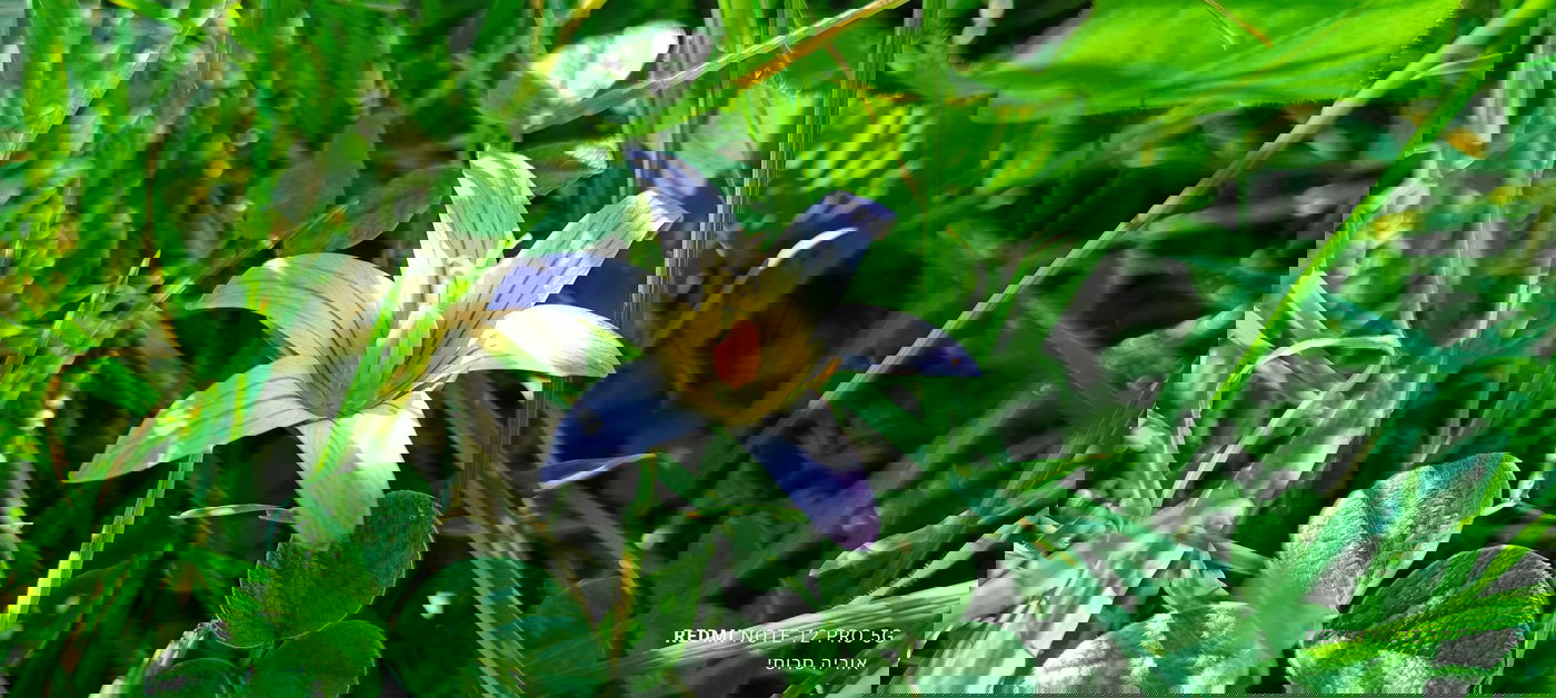 רומולאה באזור הר ברכה בשומרון