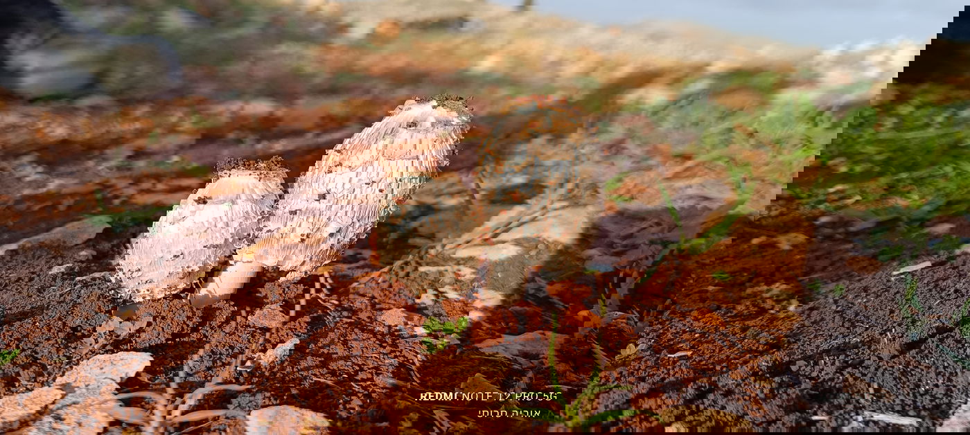 דיואית מצויצת באזור הר ברכה בשומרון