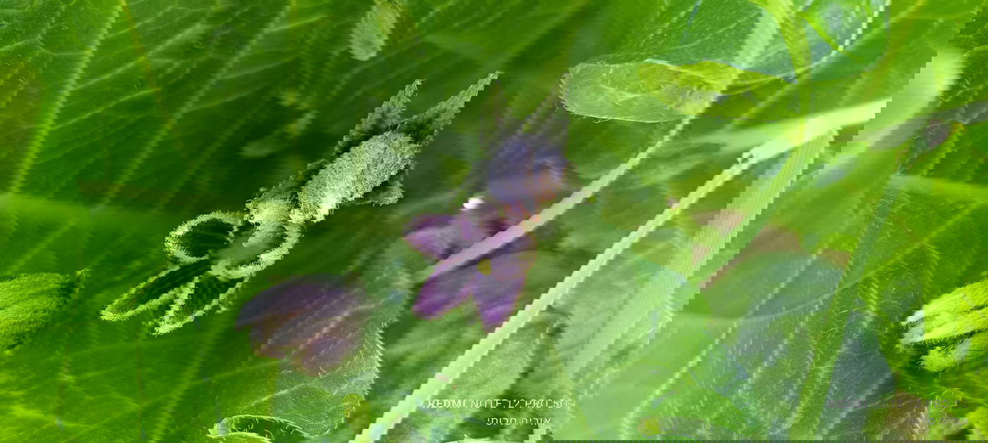 פריחה של דודא רפואי (דודאים הנזכר בספר בראשית) באזור הר ברכה בשומרון