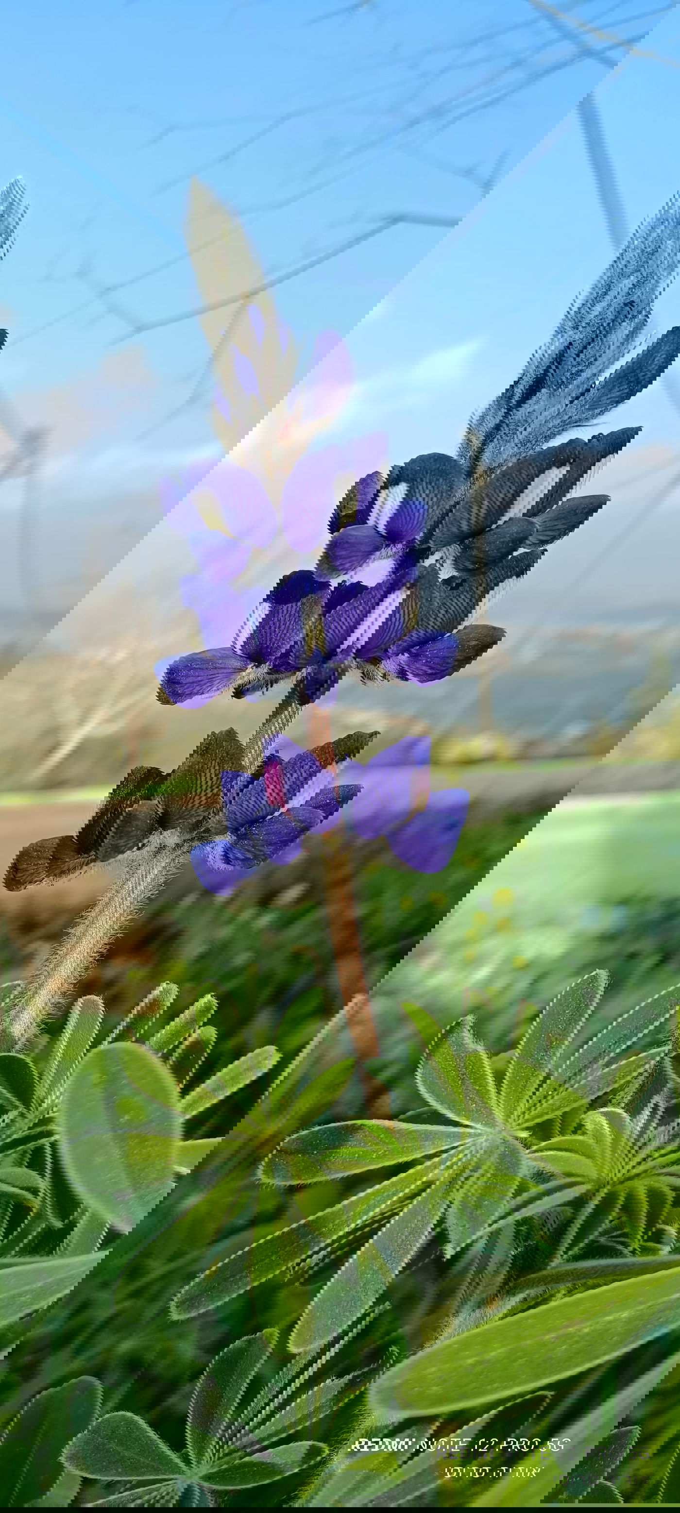 תורמוס פורח באזור הר ברכה בשומרון