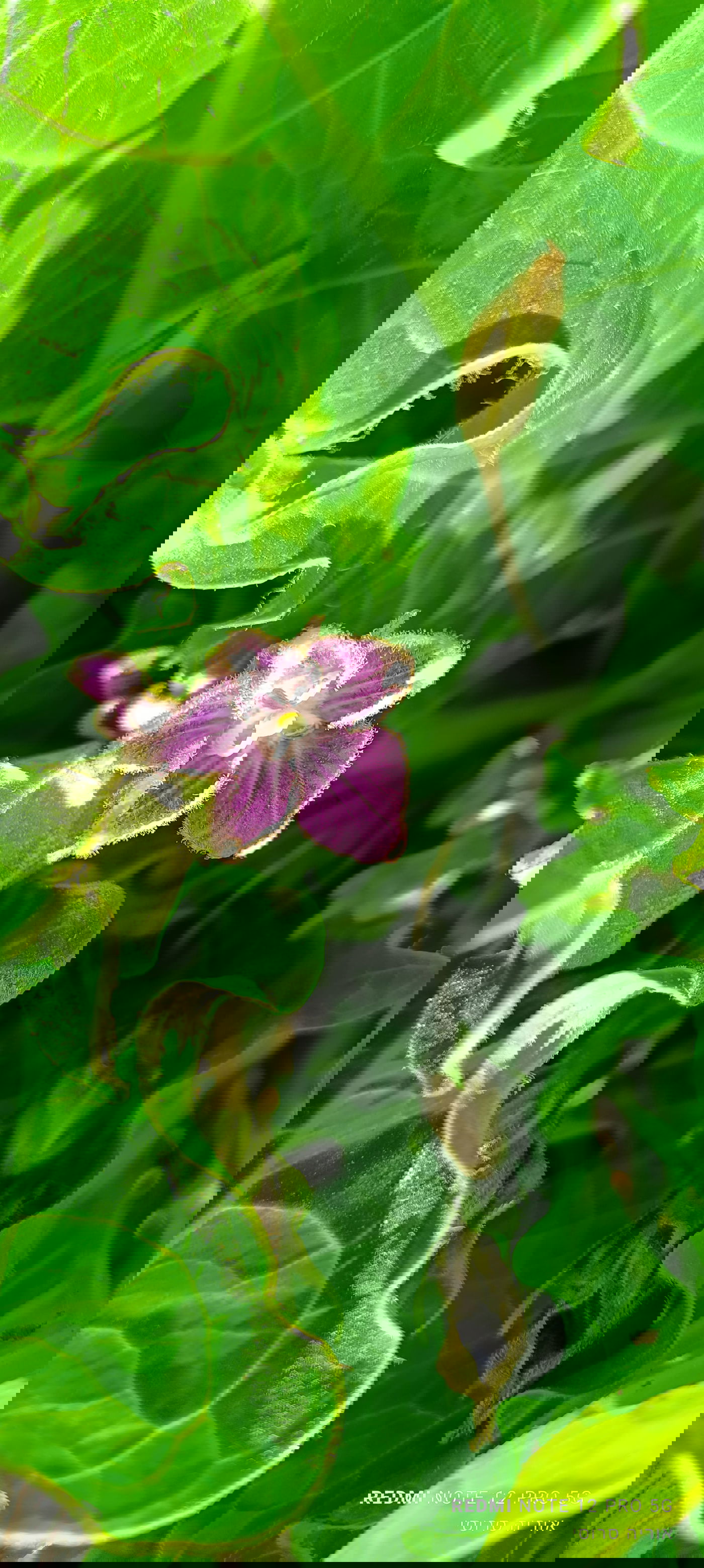 עוד פריחה של דודא רפואי באזור הר ברכה בשומרון