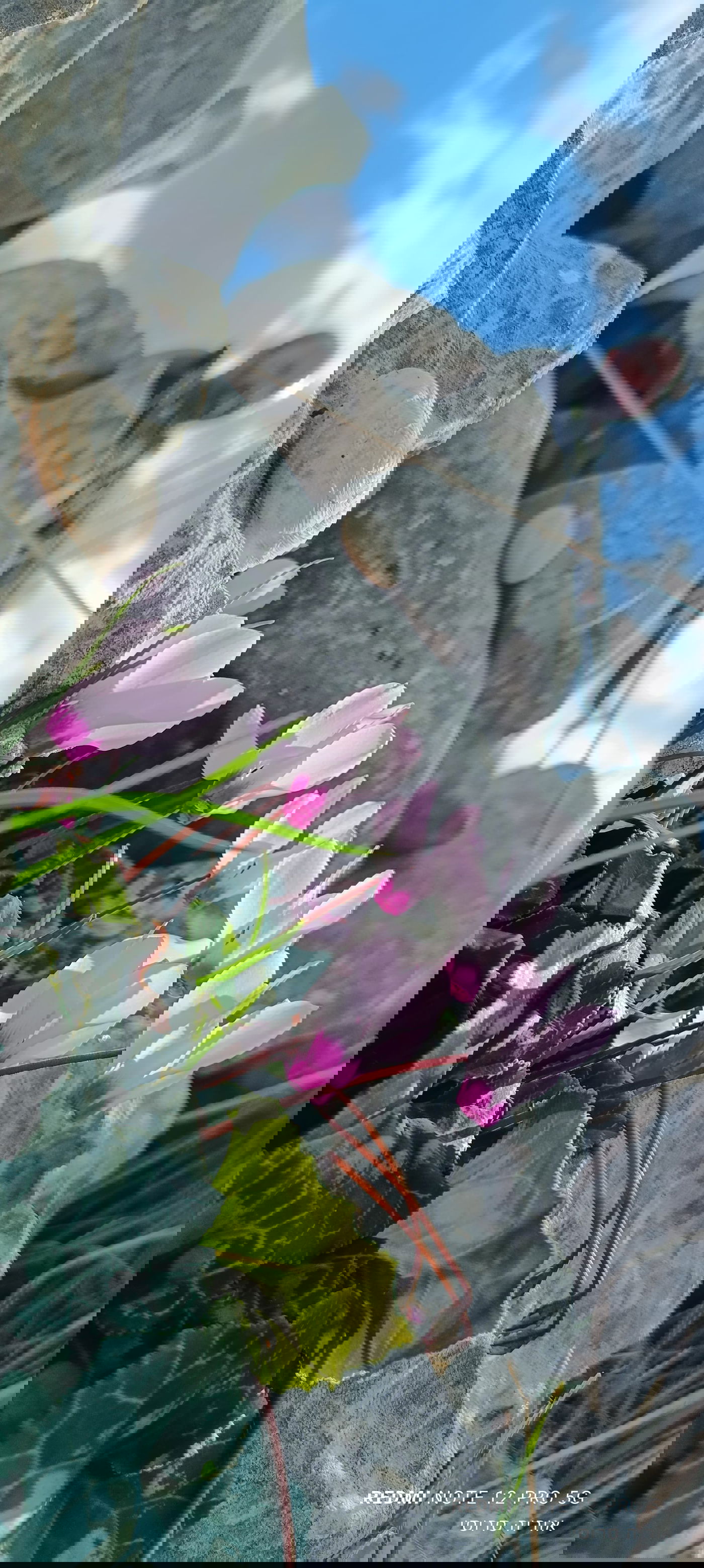 אוריה מאחורי הרקפות באזור הר ברכה בשומרון