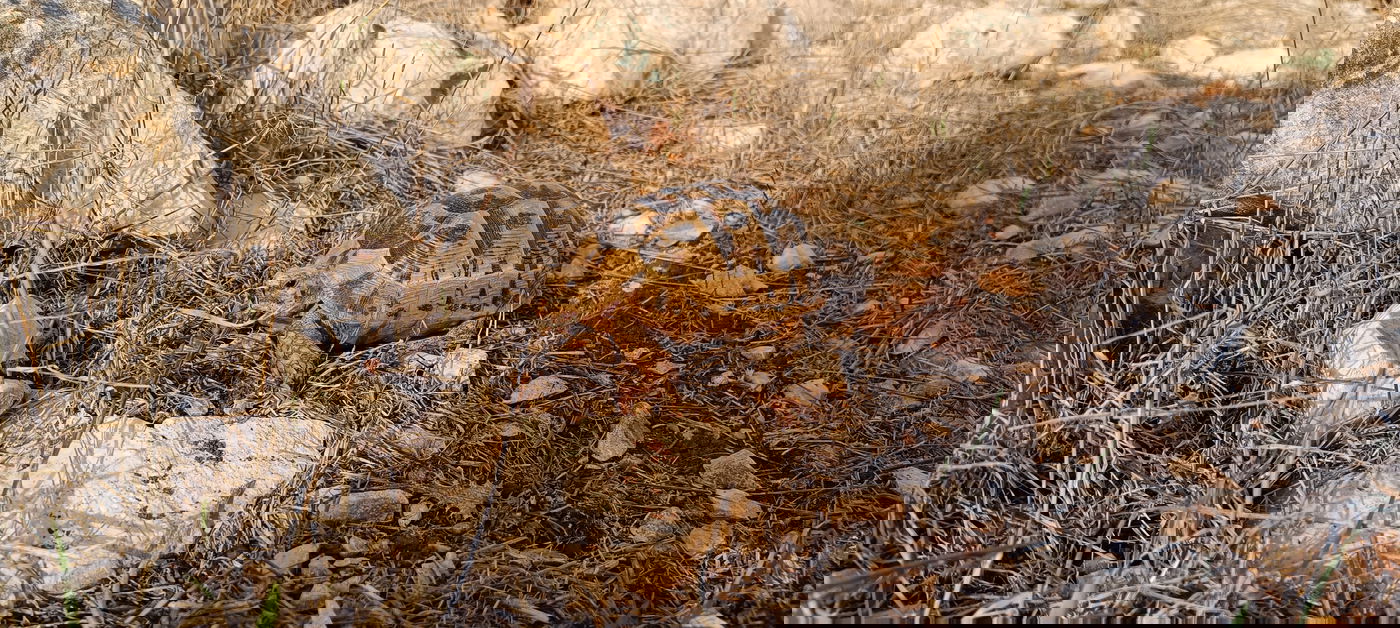 צב יבשה מצוי באזור הר ברכה בשומרון