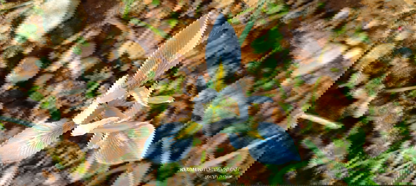 אירוס הסרגל באזור הר ברכה בשומרון