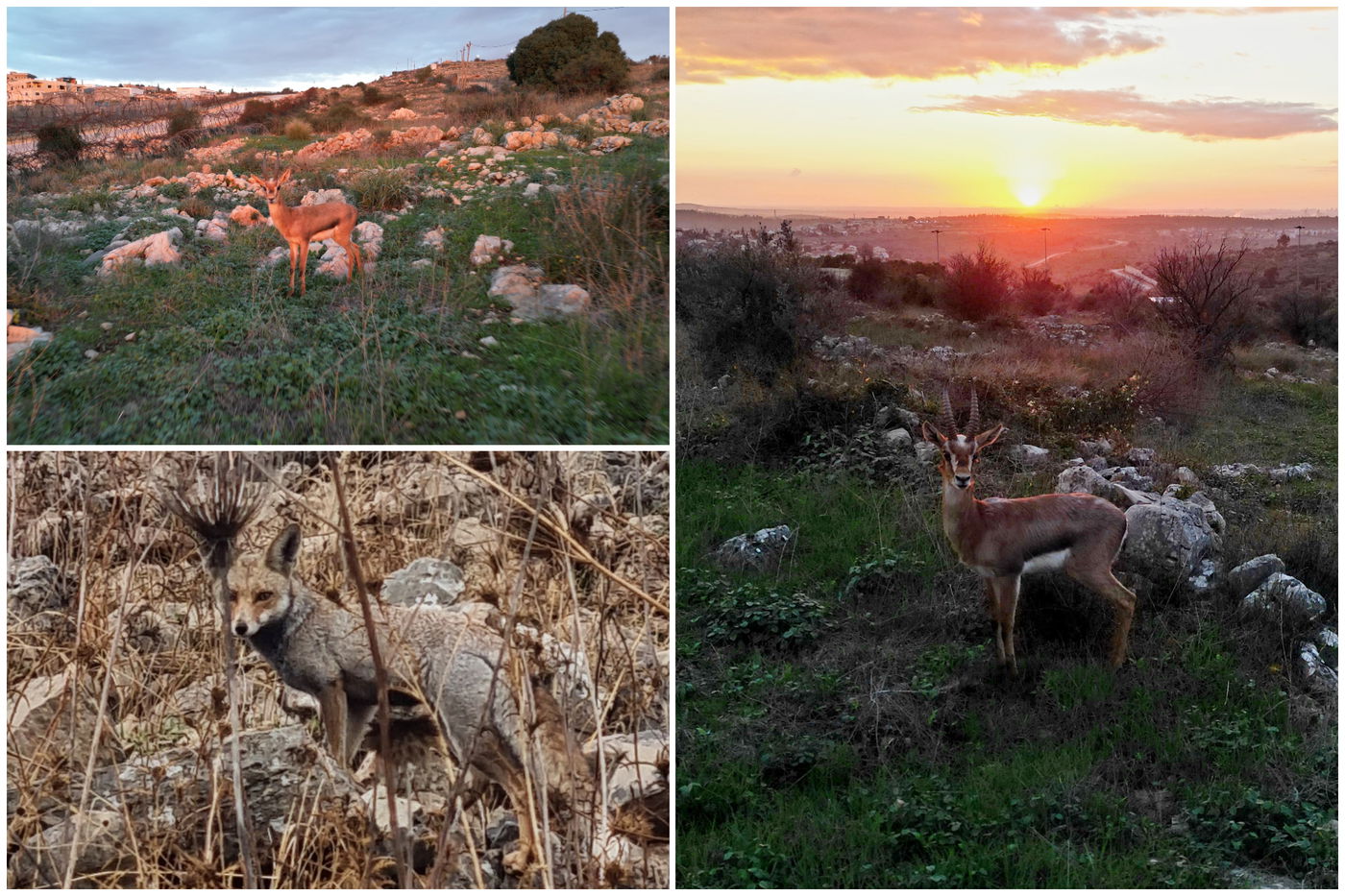 צבי ושועל ליד שכונת ברכפלד