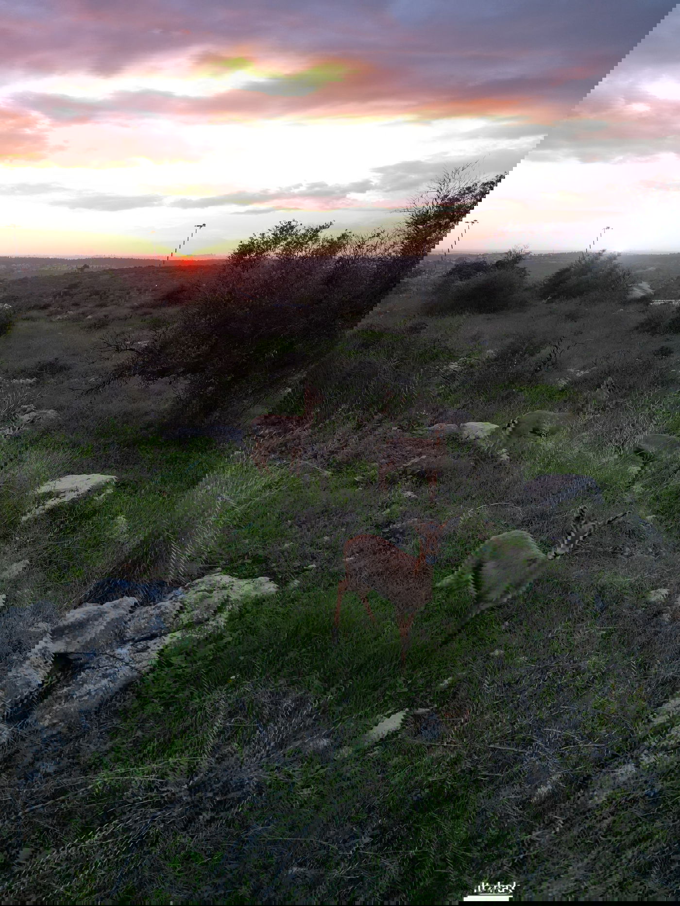 צבי אל מול השקיעה ליד שכונת ברכפלד