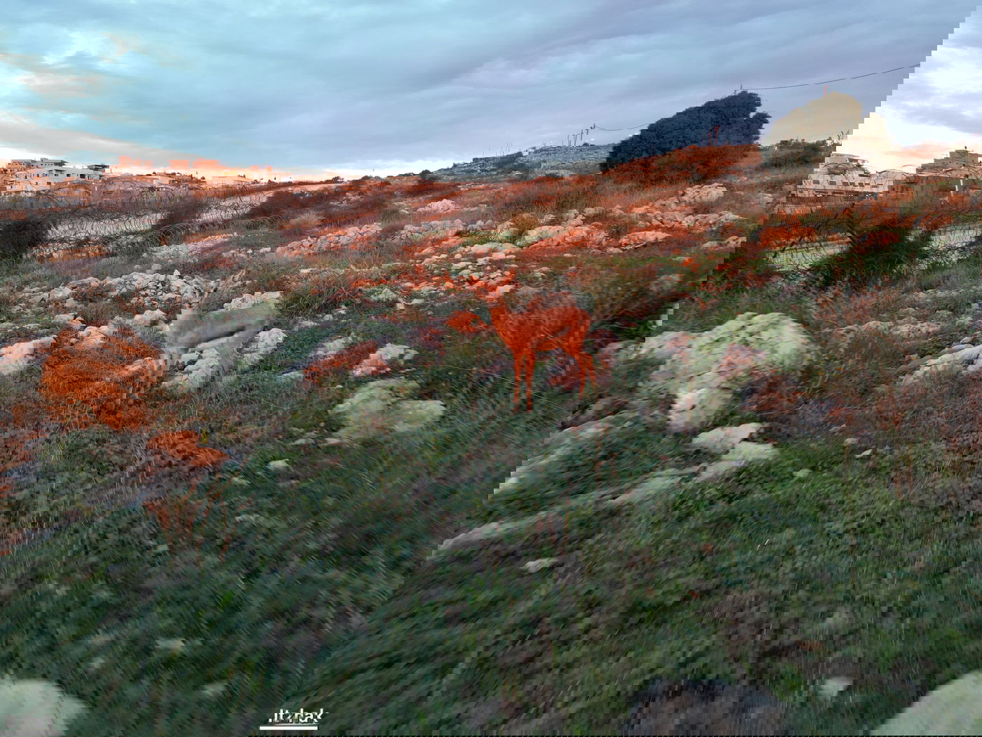 צבי ליד שכונת ברכפלד