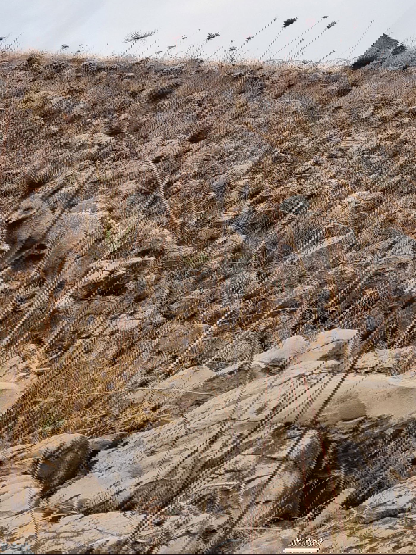 שועל ליד שכונת ברכפלד