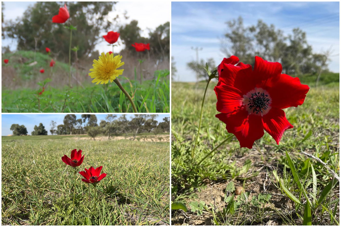 תיעוד: כלניות ראשונות כבר פורחות בנגב המערבי
