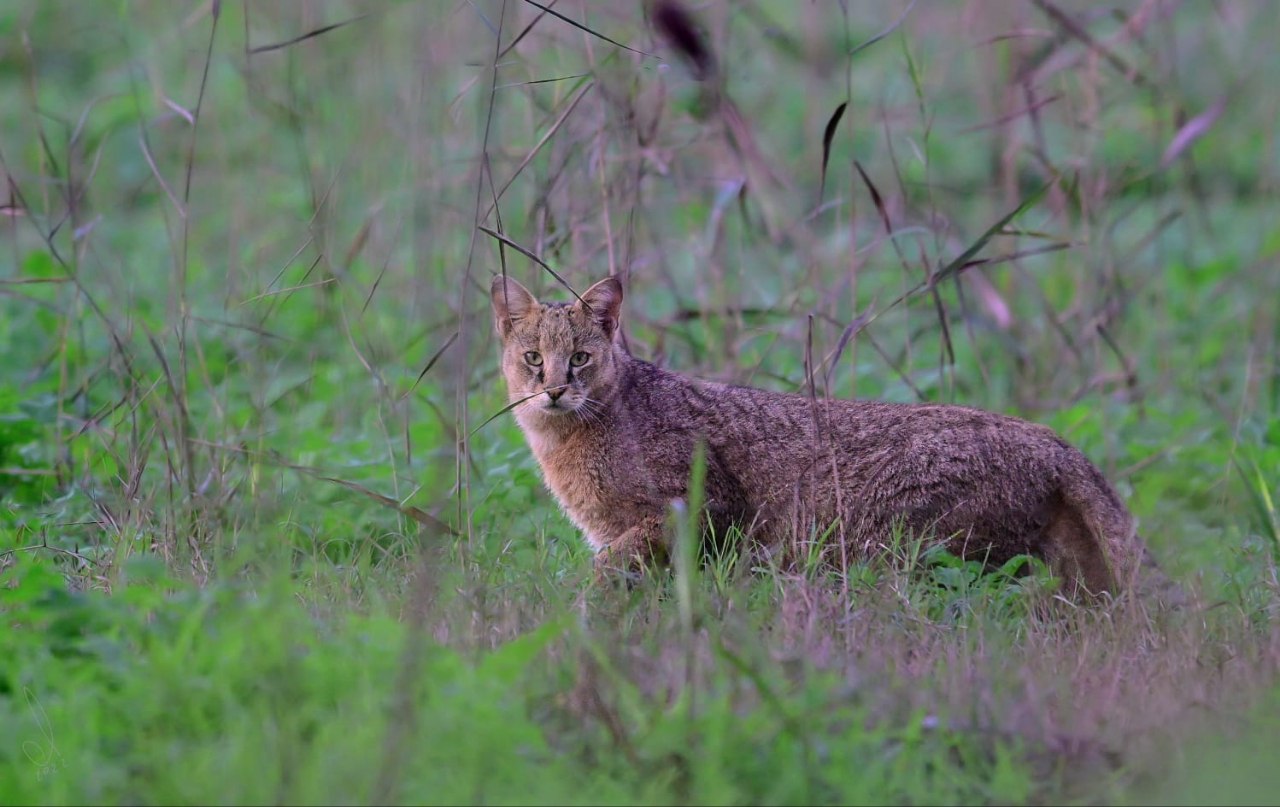 חתול ביצות יצא לצייד לילי - וחיפש טרף בין השיחים בעמק