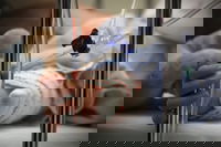 אילוסטרציה