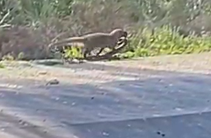 קרב מסוג אחר: תיעוד מאבק בין נחש צפע ונמיה | צפו