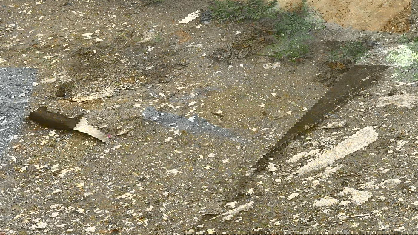 הסכין ששימשה את המחבל