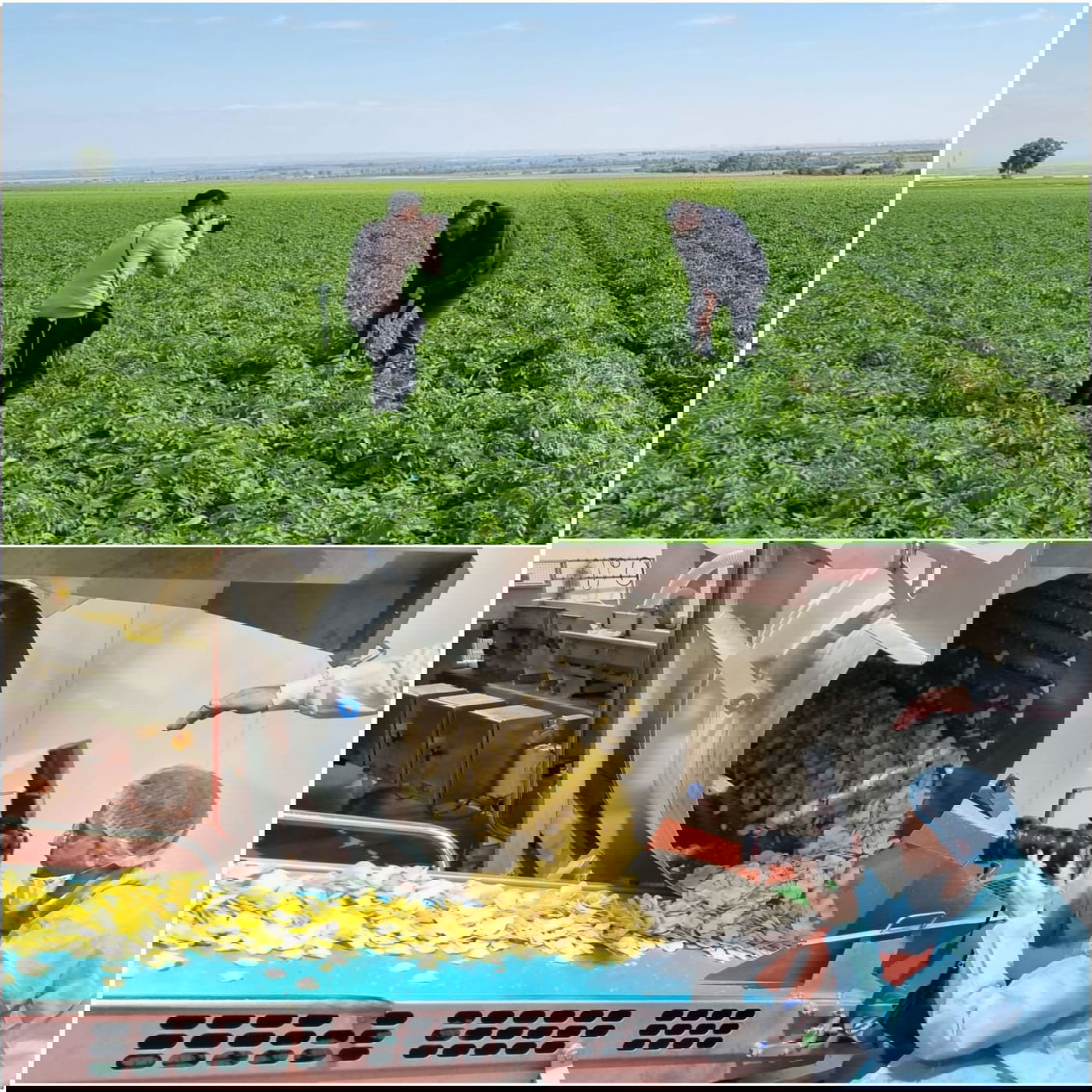 זופניק בכיכר • כל התמונות, הנייעס והחשיפות של השבוע