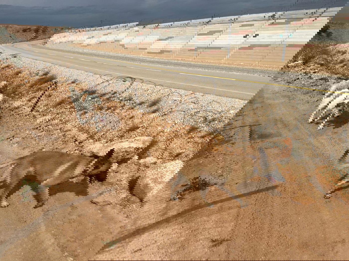 ציטה וקרקר שני הכלבים של השומרים מודיעין עילית