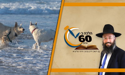 האם מותר לברך או להתפלל מול ערוות בעל חי? • צפו 