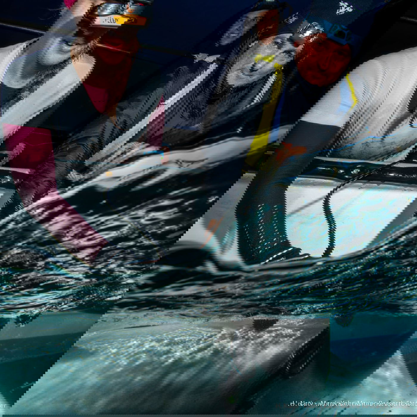 חוקרי הים בחיפה קבעו: הכרישים ייקראו על שם החטופים ששוחררו