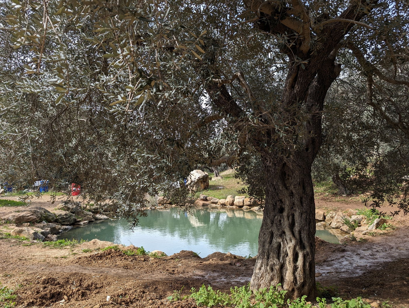 עין מַגְ'נוּנָה (עין יפעם)