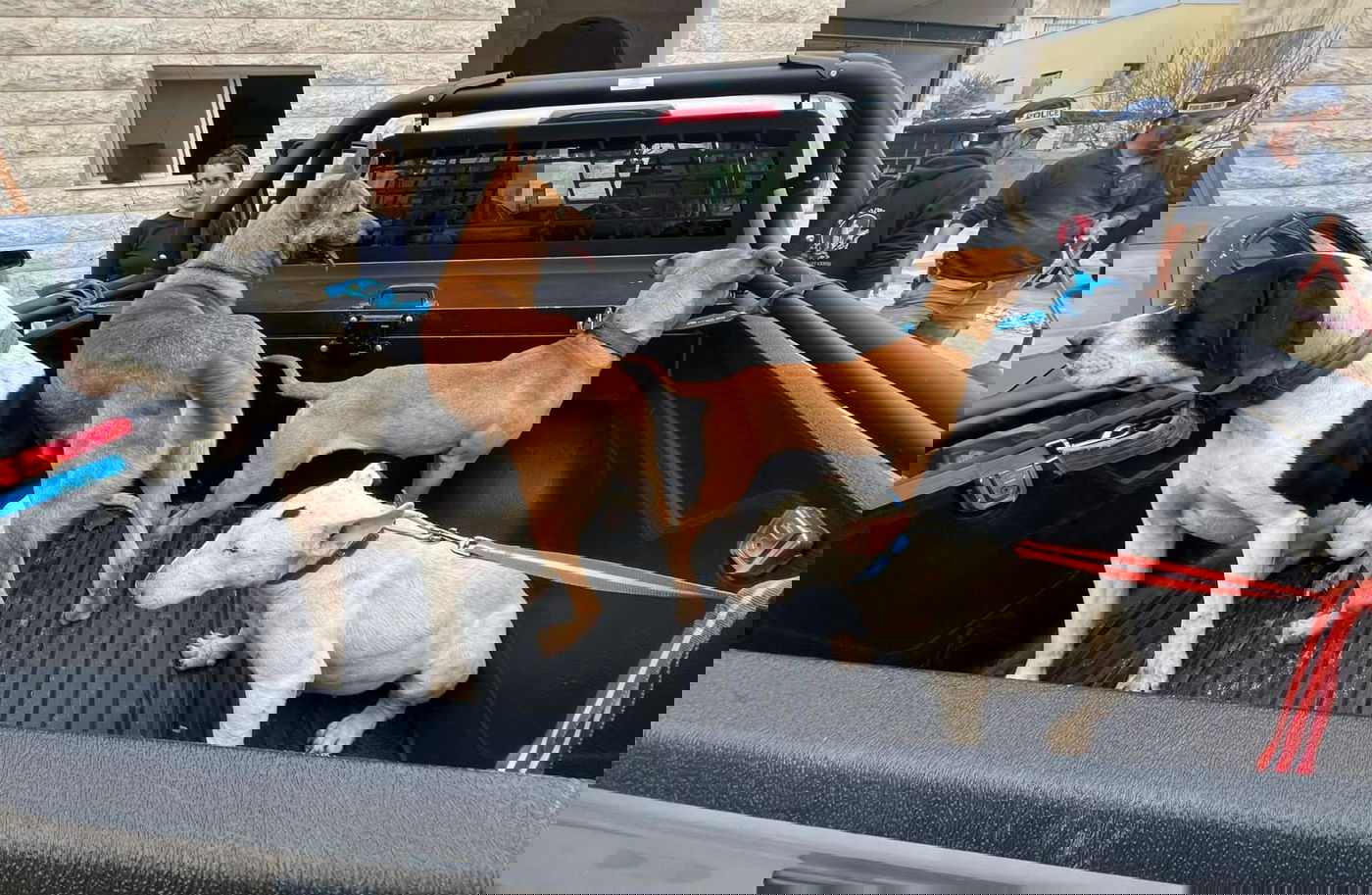 בפשיטה על בית פרטי נתפסו ציפורי שיר, דורבנים קפואים וכלי צייד