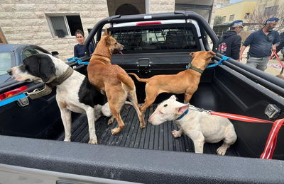 בפשיטה על בית פרטי נתפסו ציפורי שיר, דורבנים קפואים וכלי צייד