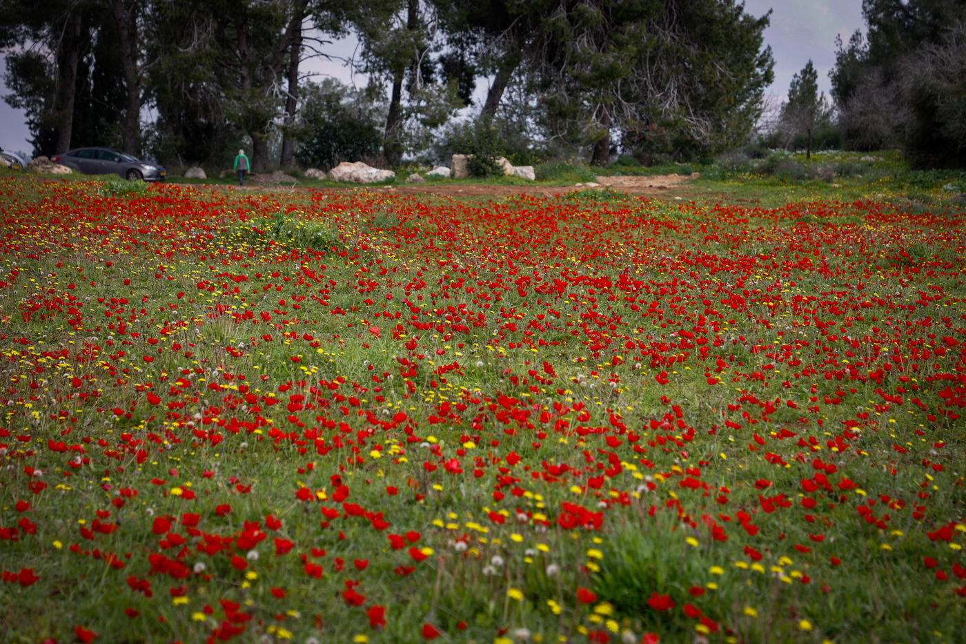 שדה של כלניות